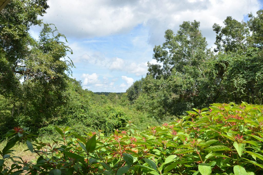 Photo of the tops of trees and scenery for Green Mountain Scenic Overlook