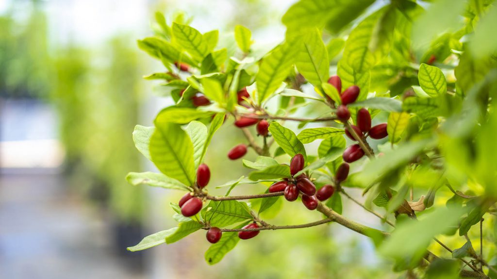 A miracle fruit tree at A Natural Farm in the greenhouse.