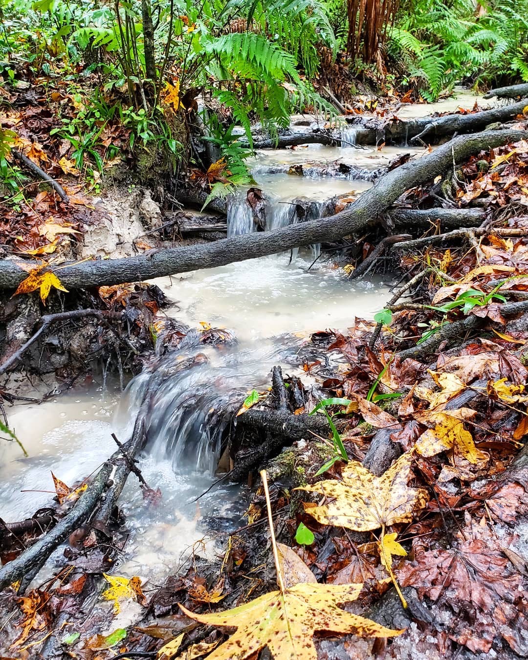 Small waterfall flowing over leaves and small branches.