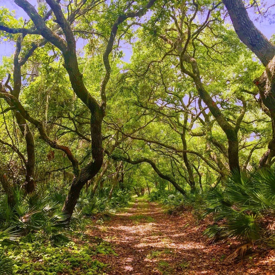 Oak tree hammock over a trail