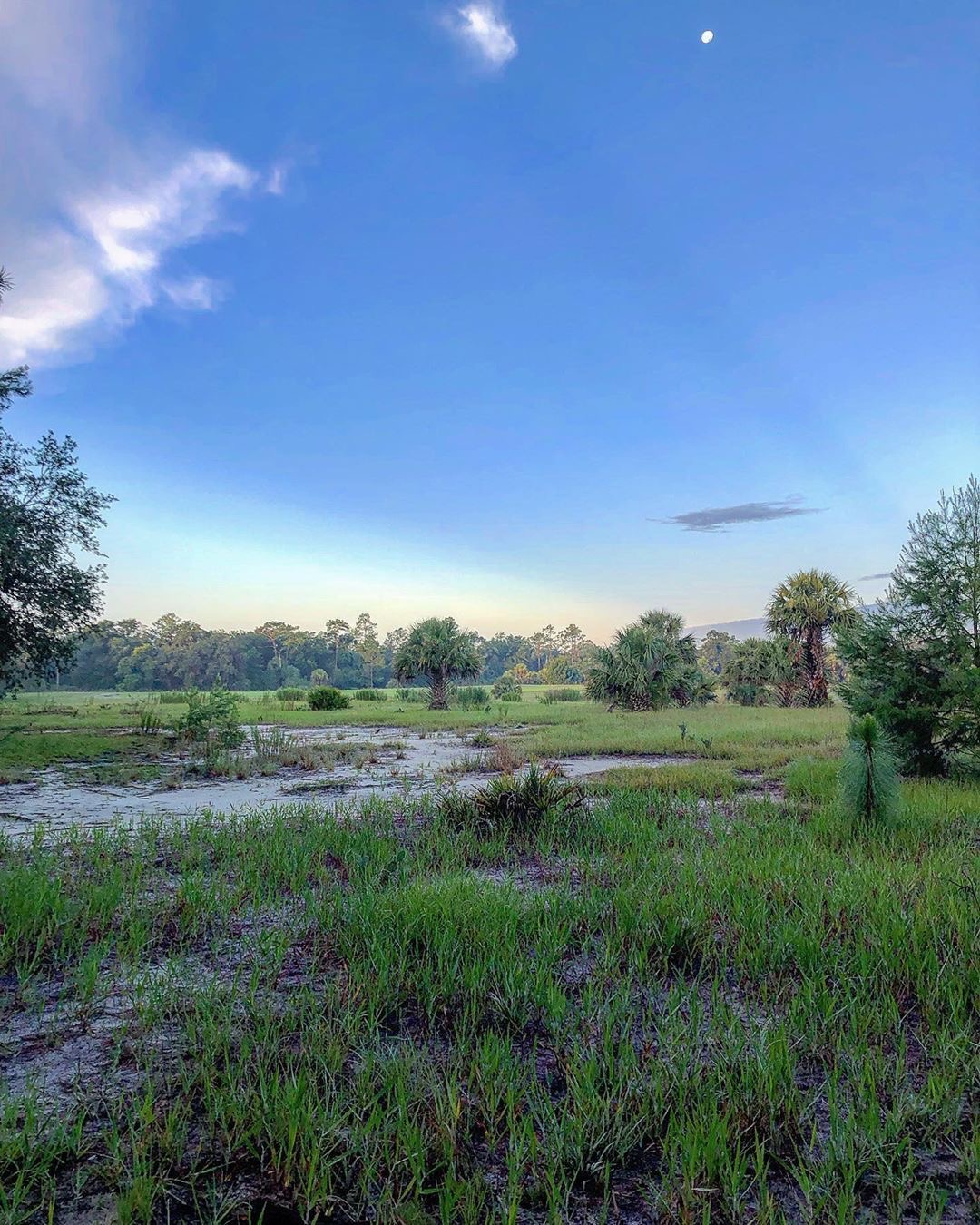 Open flat area with Sabal Palm trees scattered around. A forest line is on the horizon and the picture was taken at dusk.
