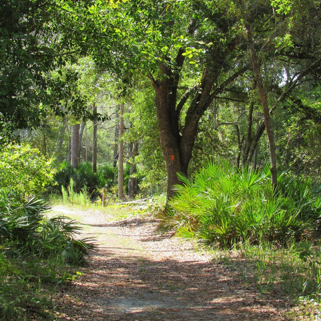 dirt trail surrounding by greenery and oak canopy with marking on one tree marking trail.