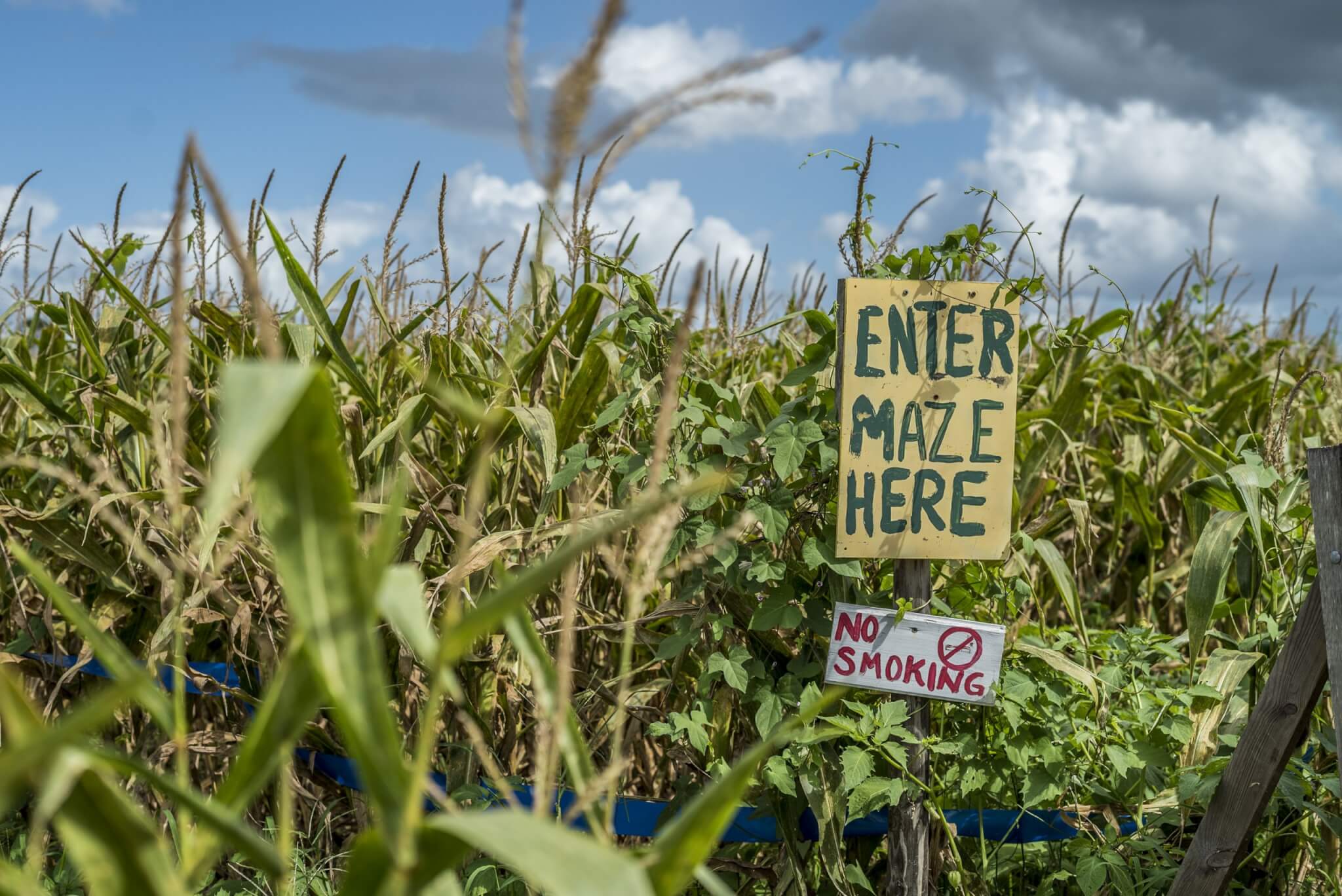 Long and scott, corn maze, fall