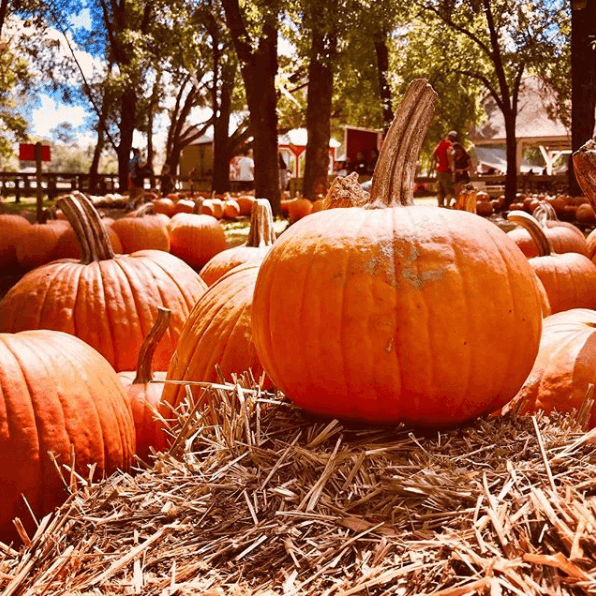 santa's Christmas Tree Farm, Pumpkins