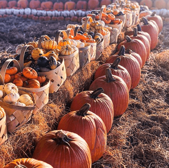 Southern Hill Farms, Pumpkins, Fall