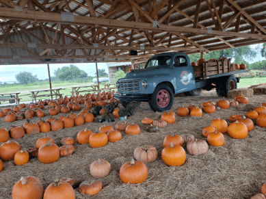 Showcase of Citrus, orange, fall, farm