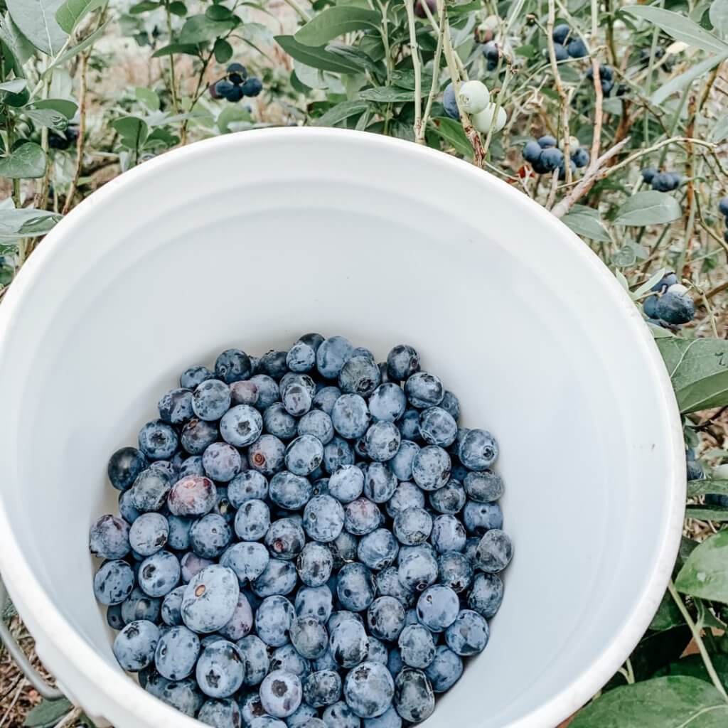 Bucket of fresh picked blueberries