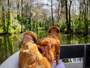two golden retrievers on a pontoon boat looking at the Dora Canal